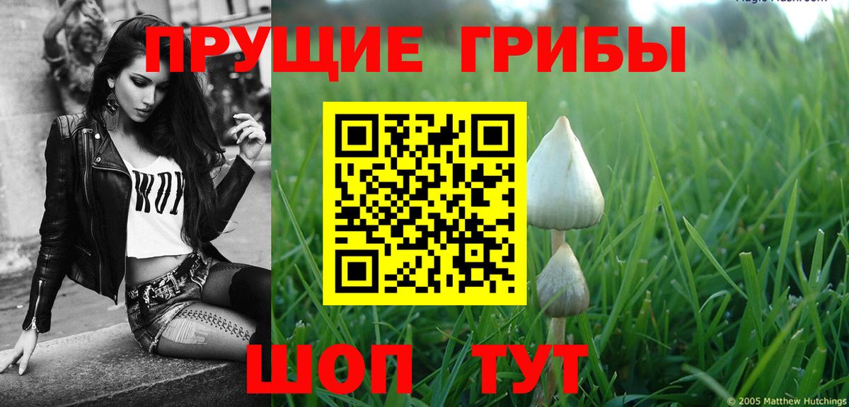 Волгоград  Галлюциногенные грибы GOLDEN TEACHER  Вход с VPN  Галлюциногенные грибы Cubensis 